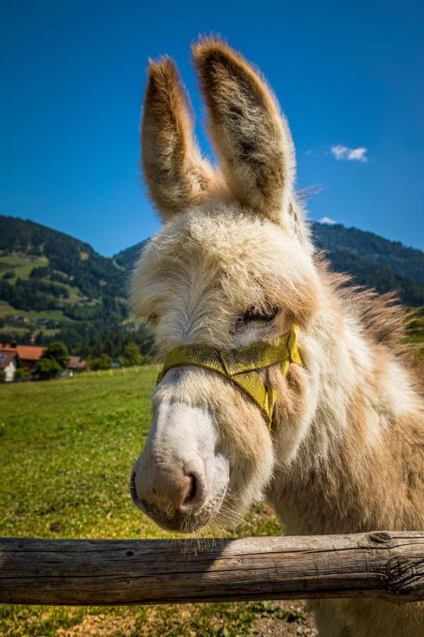 Weidinghof Appartement Sankt Veit im Pongau Buitenkant foto