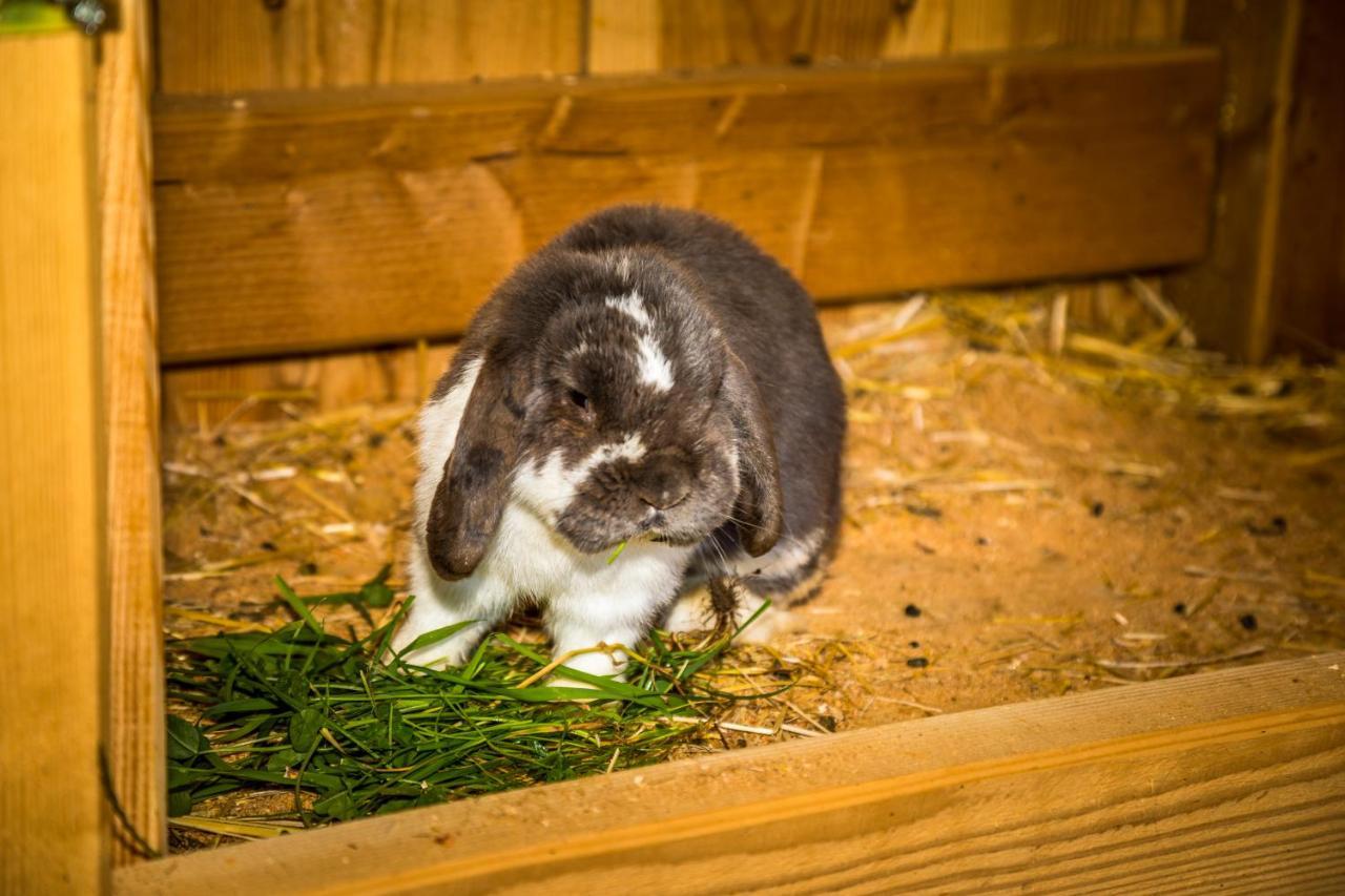 Weidinghof Appartement Sankt Veit im Pongau Buitenkant foto