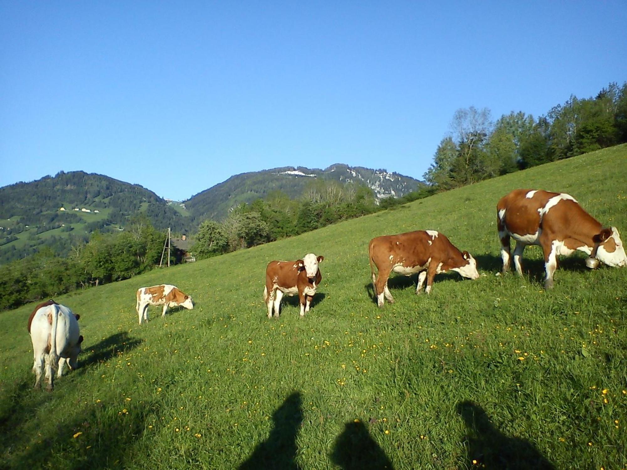 Weidinghof Appartement Sankt Veit im Pongau Buitenkant foto
